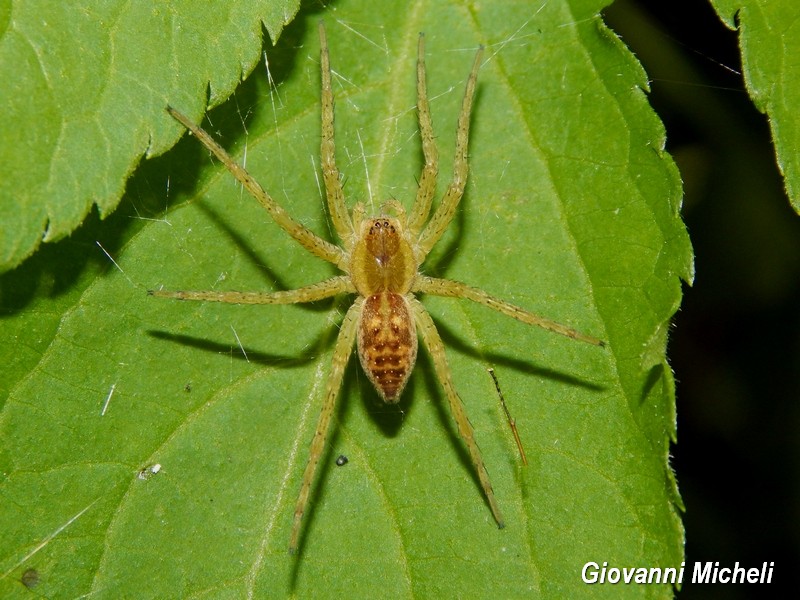 Dolomedes cf. fimbriatus - Albano Vercellese (VC)